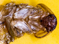 Panchlora nivea